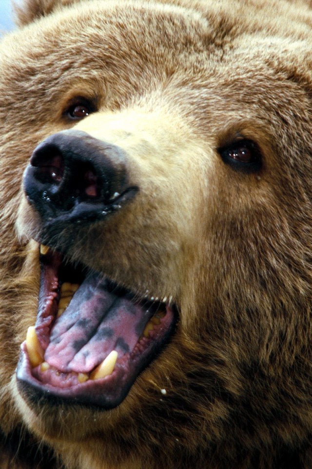 Большой медведь