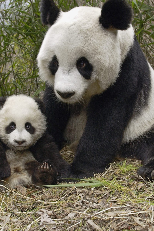 Большие панды