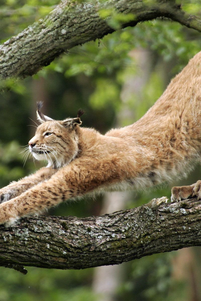 Большая кошка