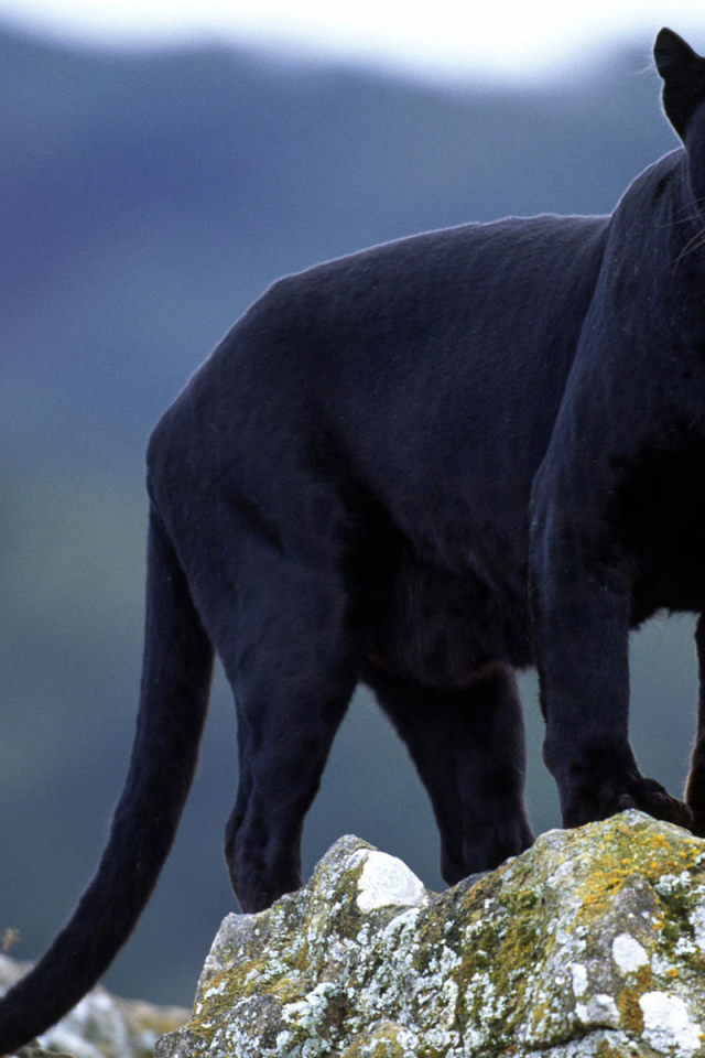 Черная пантера