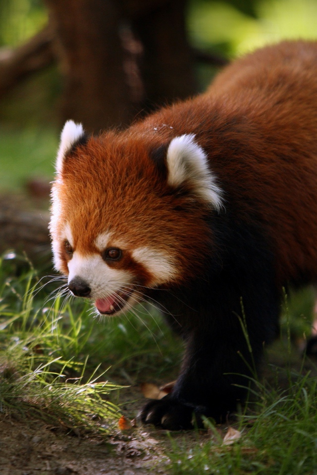 Пушистый зверь