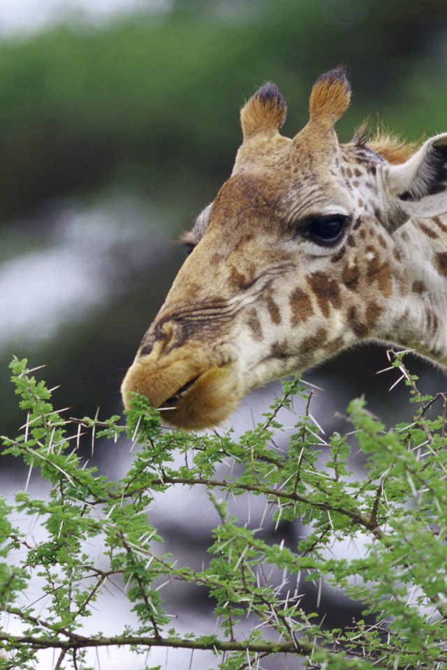 Смешные жирафы