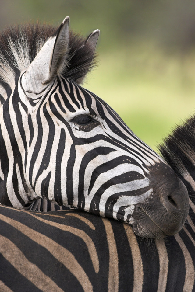 Добрые зебры