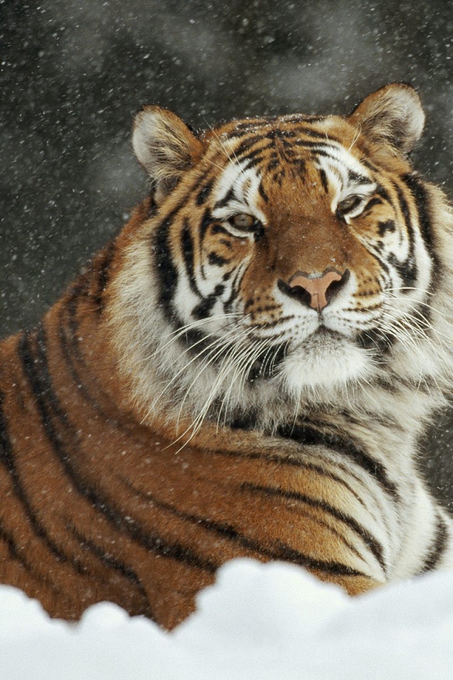 Важный тигр