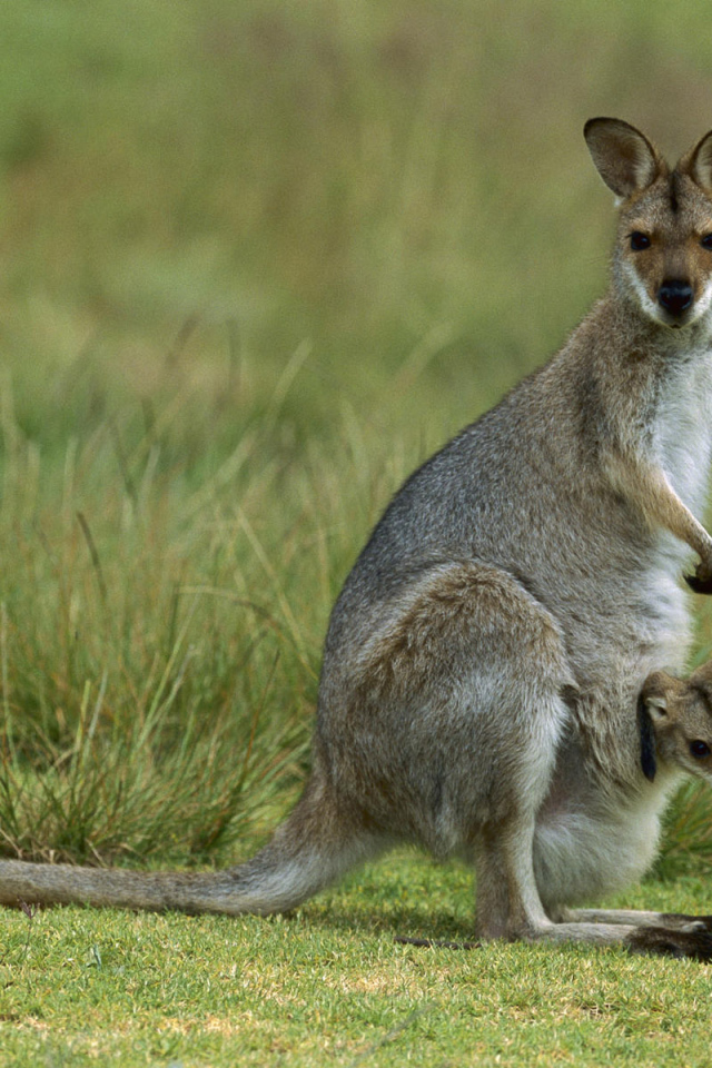 Кенгуру и детеныш