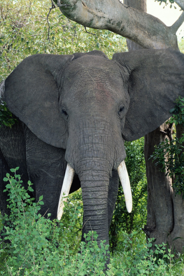 Большой Африканский слон