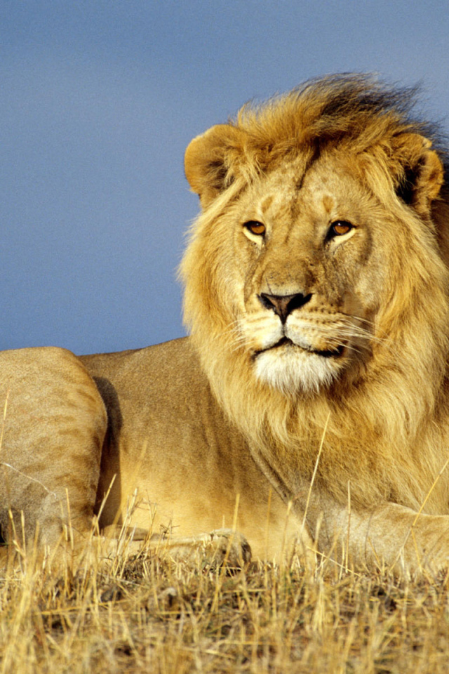 Лев Царь зверей