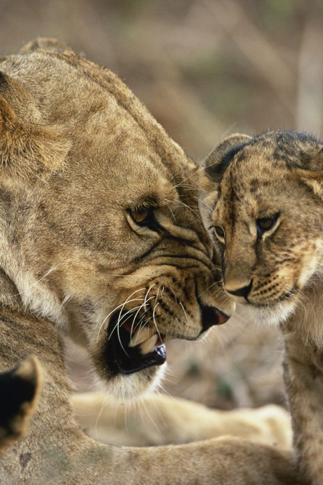 Львица с детенышами