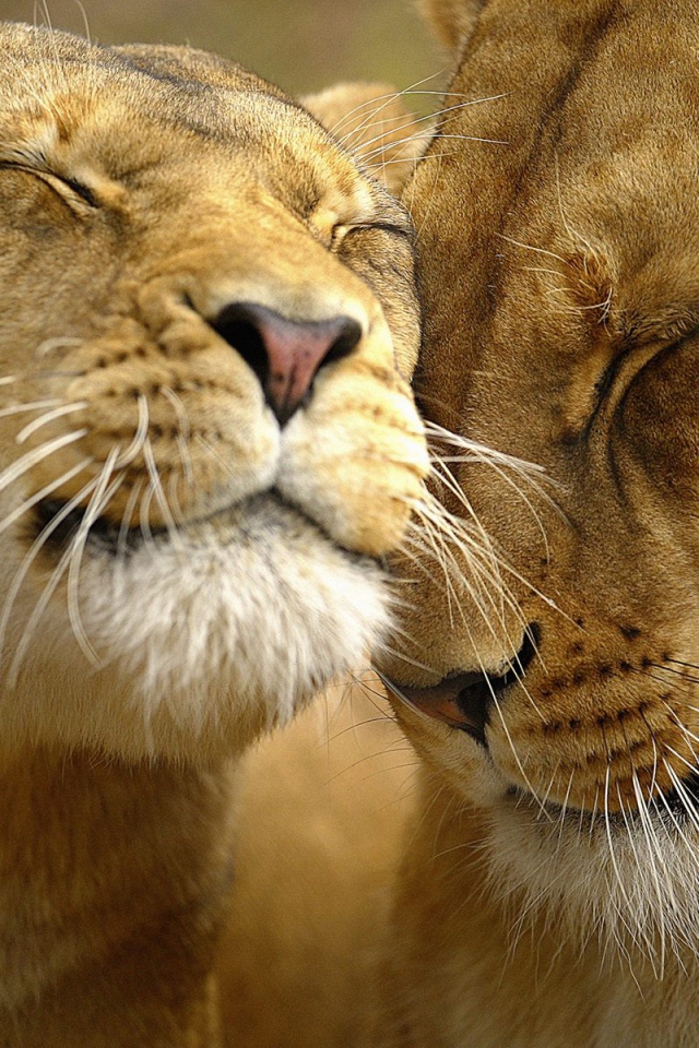 Большие кошки