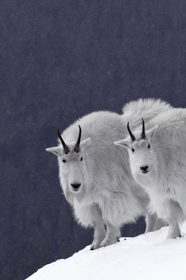Горные козлы