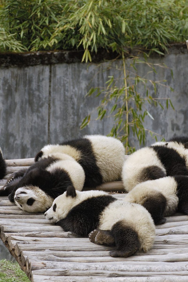 панды