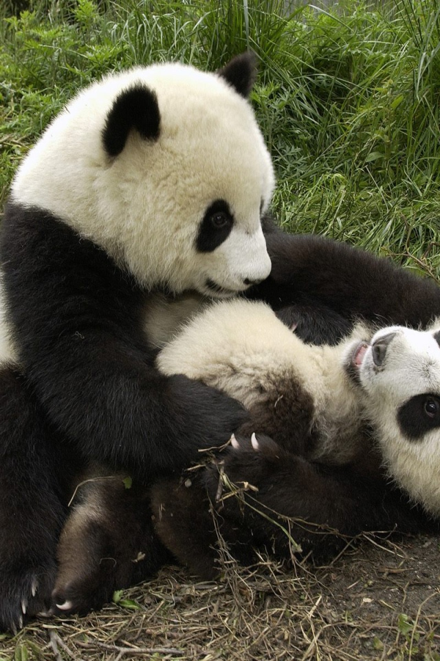 Игривые панды