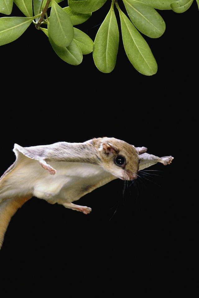 Белка-летяга