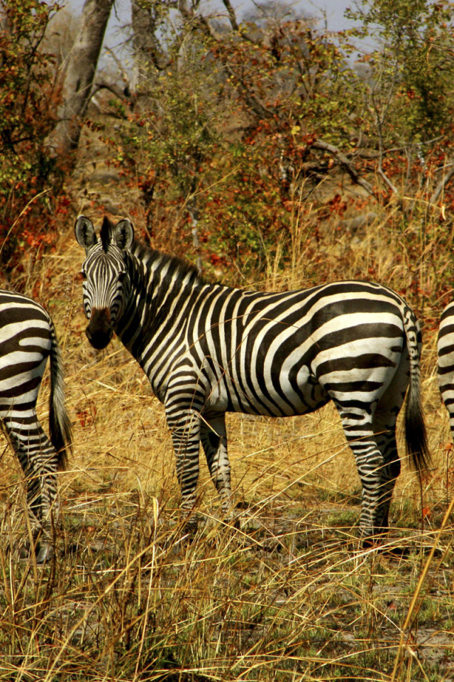 Семейство зебр