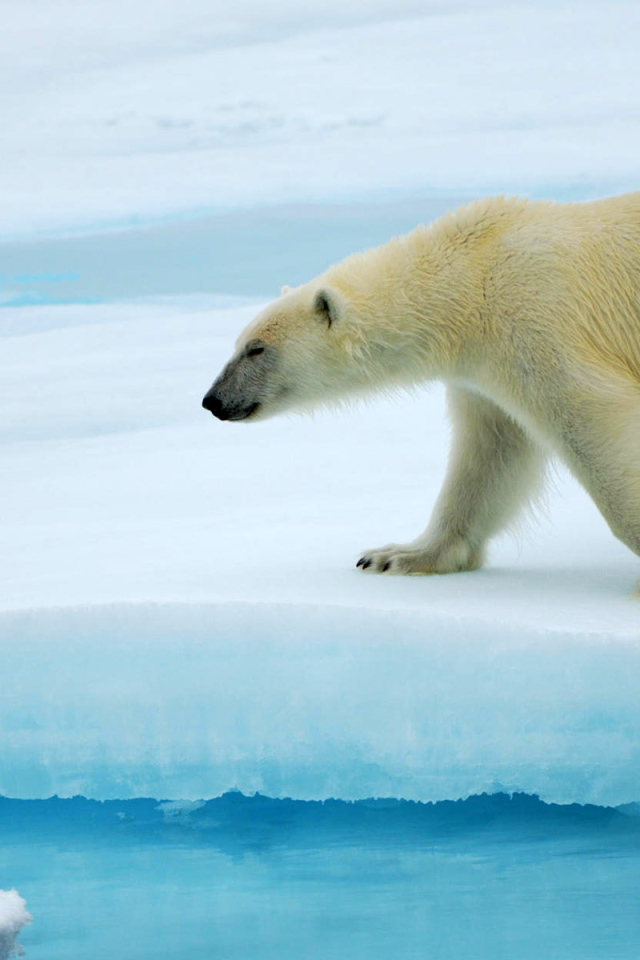 Красивый Белый медведь