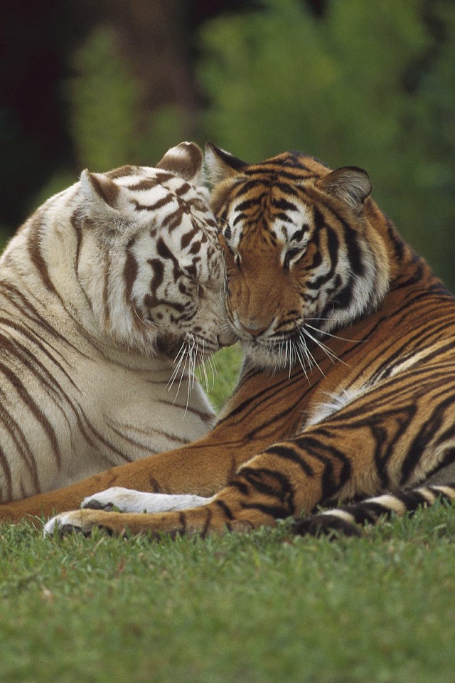 Тигр и тигрица