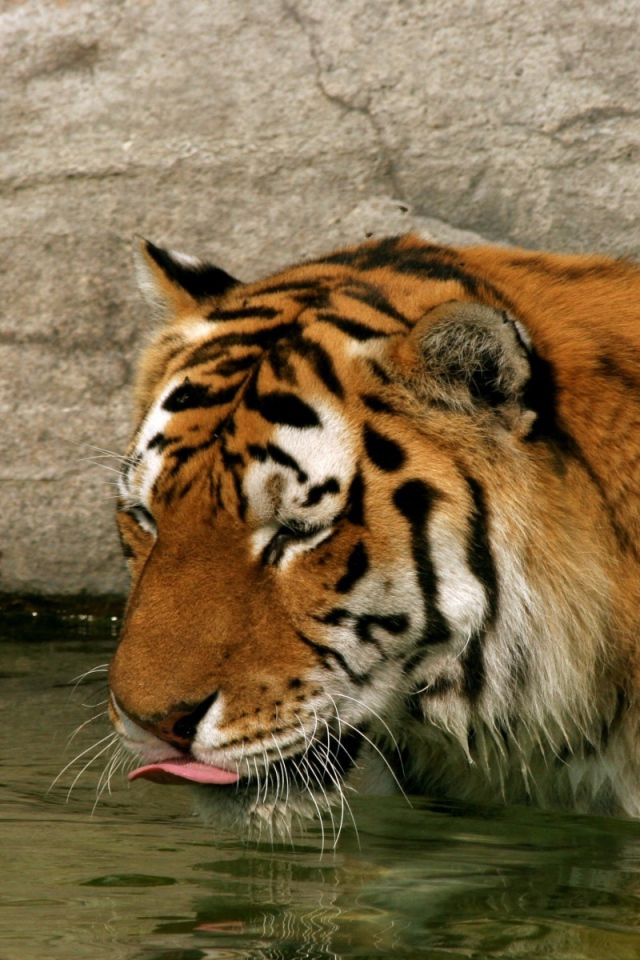 Тигр в воде