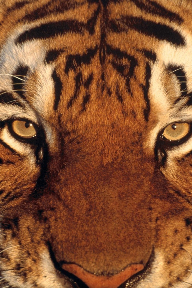 Тигриная морда