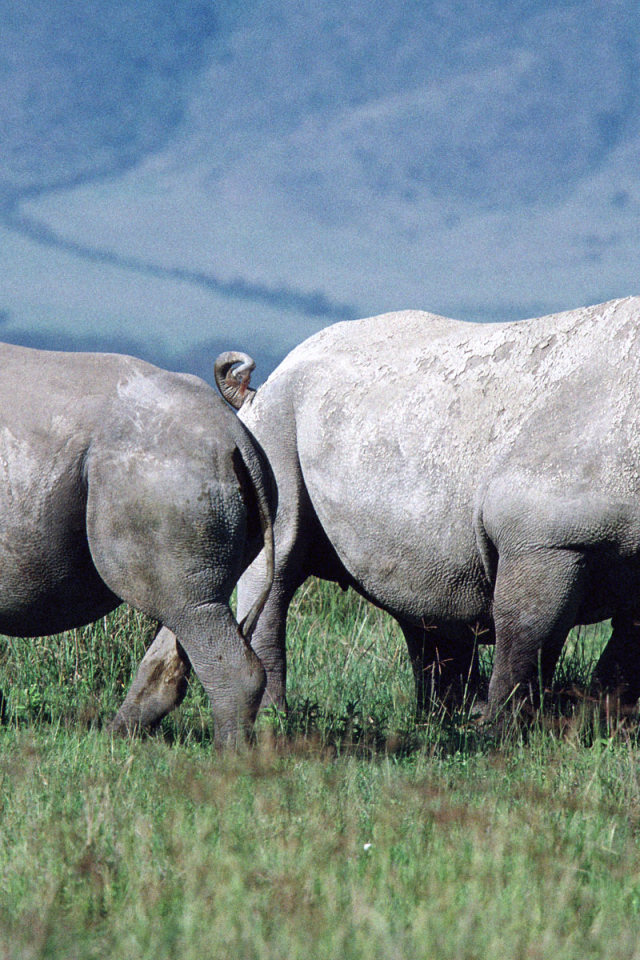 Парочка носорогов