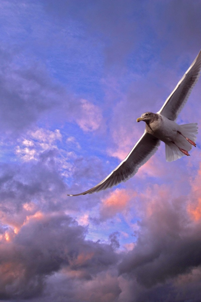 Птица в небе