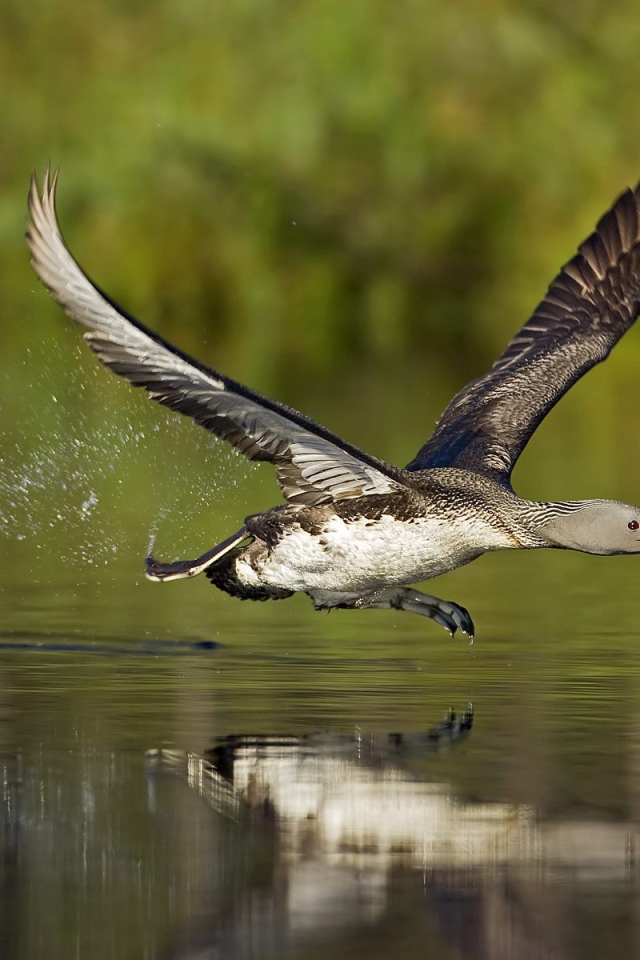 Птица бегущая по воде