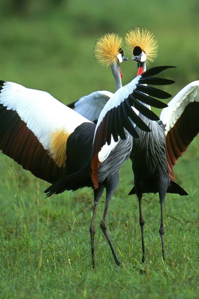 Птичья драка