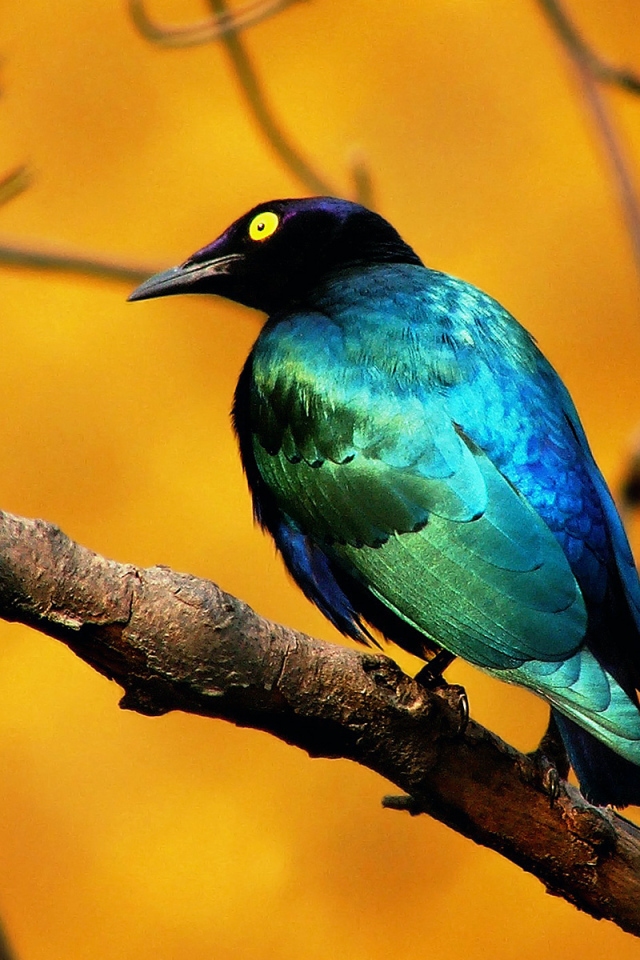 Голубая птица