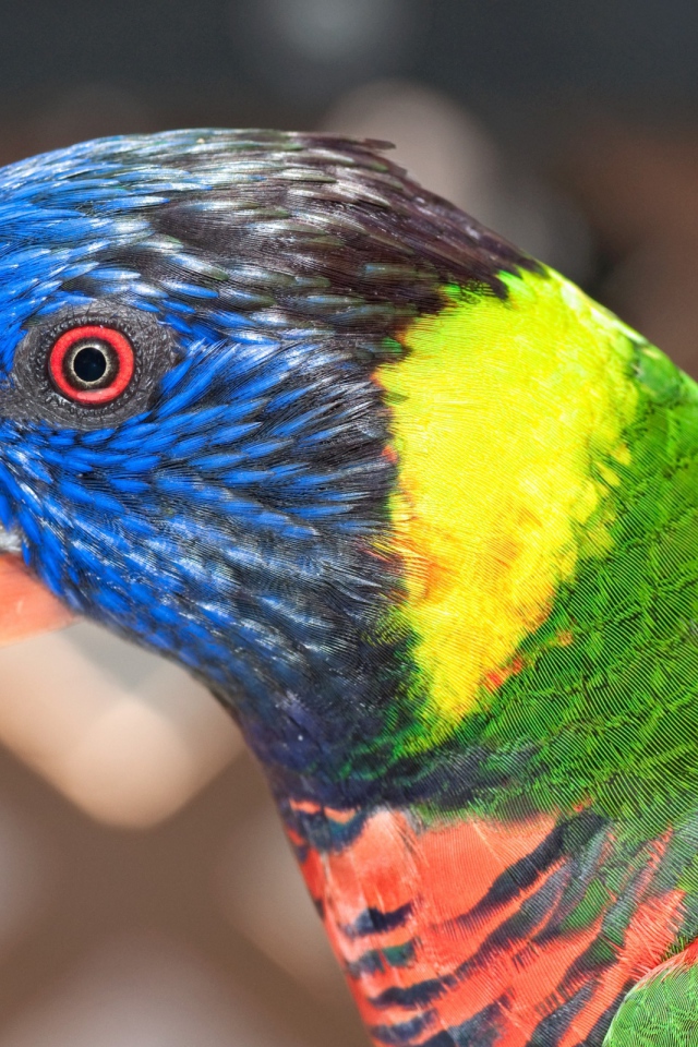 Красочный попугай