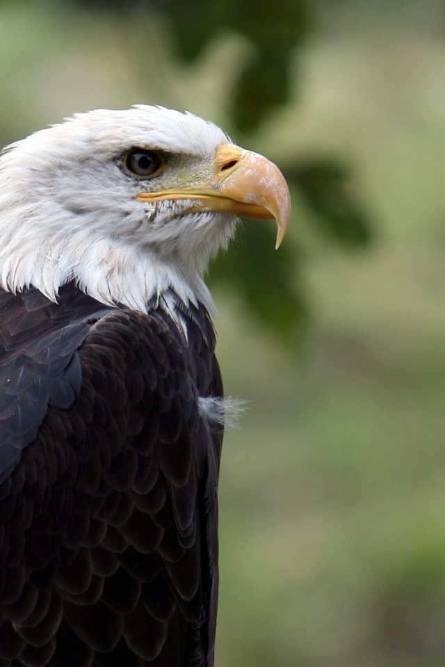 Орел птица гордая