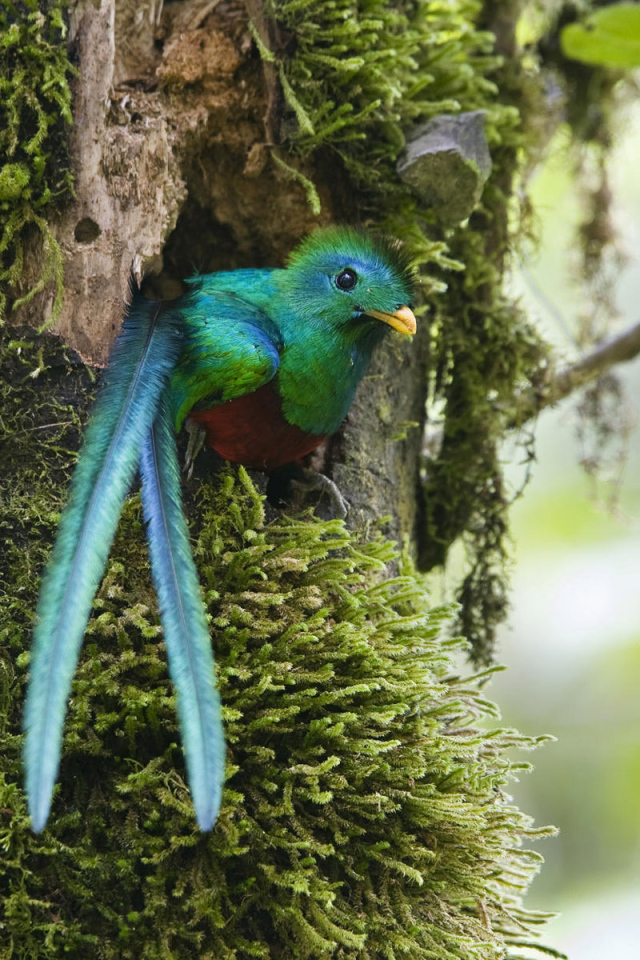 Чудо в перьях