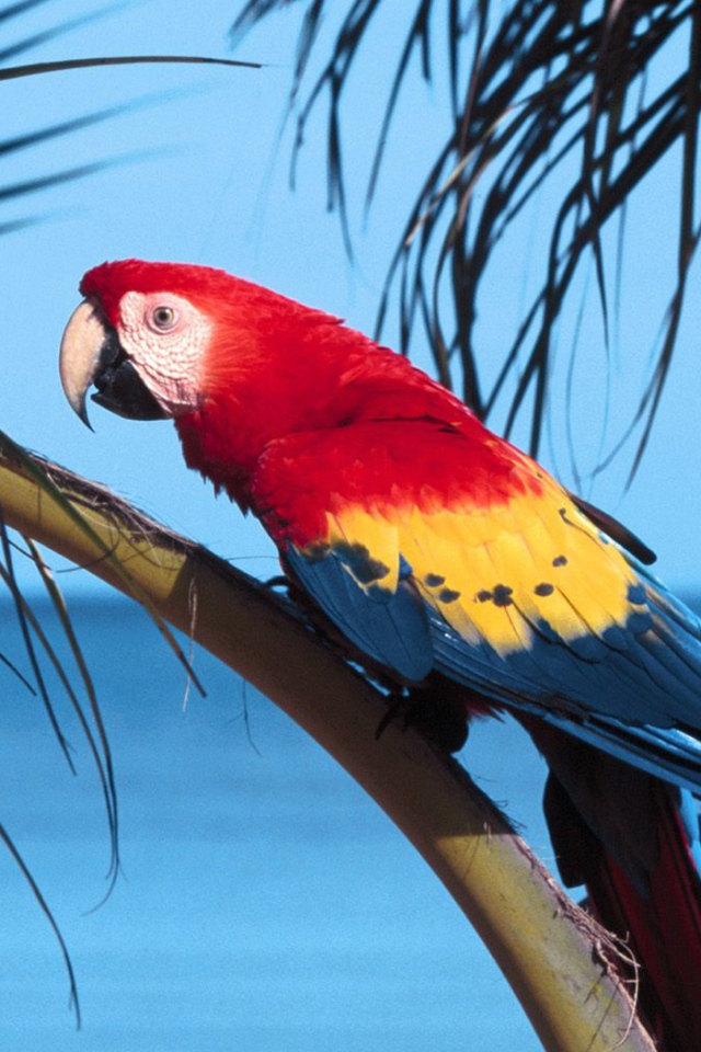 Попугай Scarlet Macaw