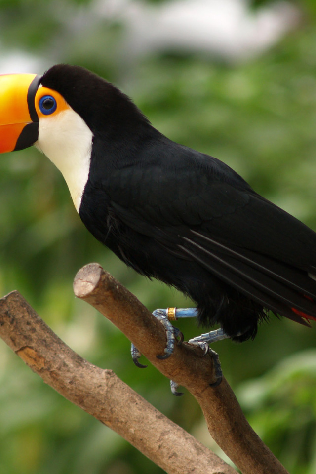 Попугай из тропиков