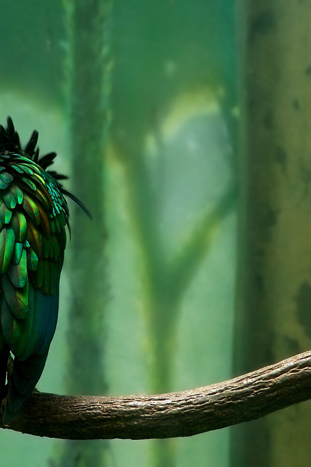 Попугай на ветке