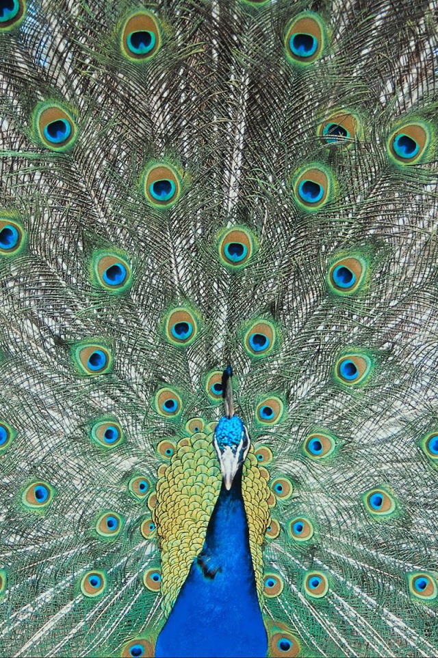 Перья павлина