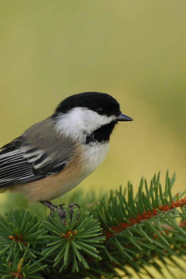 Маленькая птичка на ветке