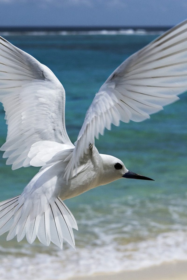 Белая птица