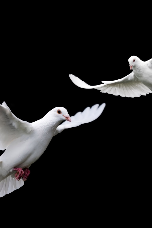 Белые голубки