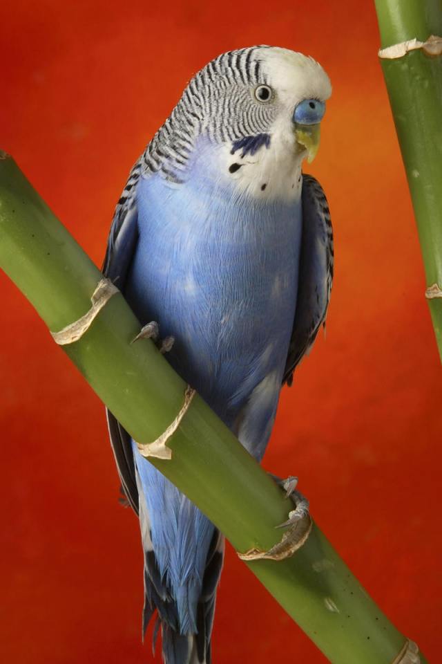 Красивый голубой попугай