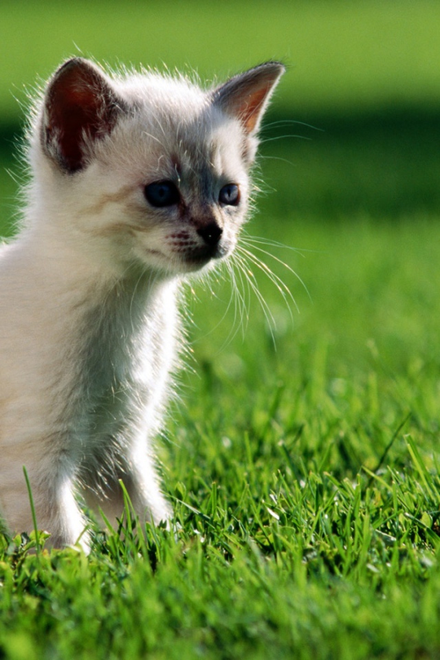 Маленький котенок