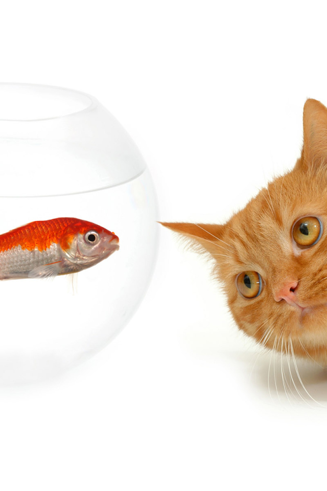 кот наблюдатель