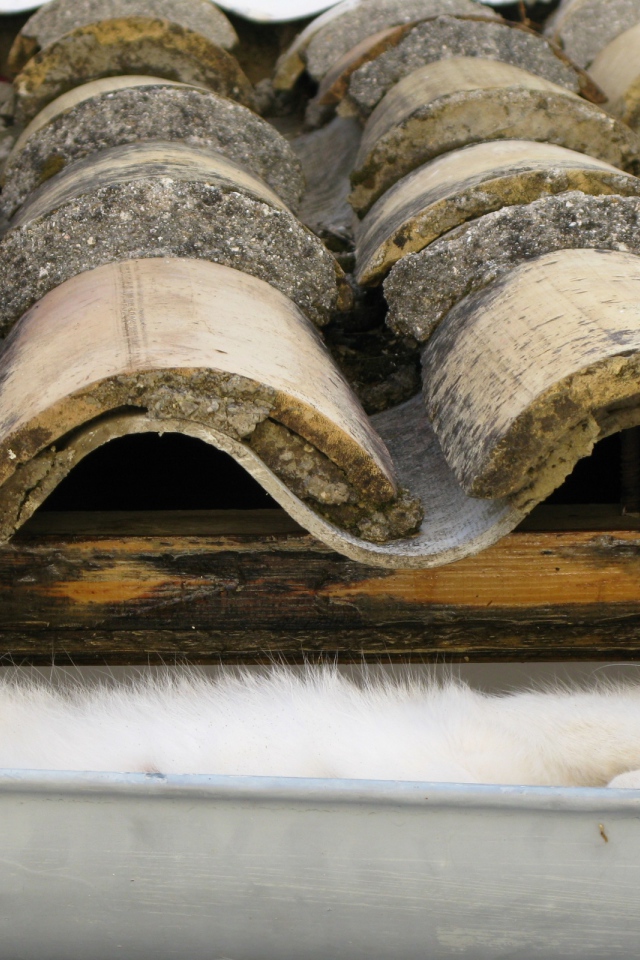 Кот на крыше