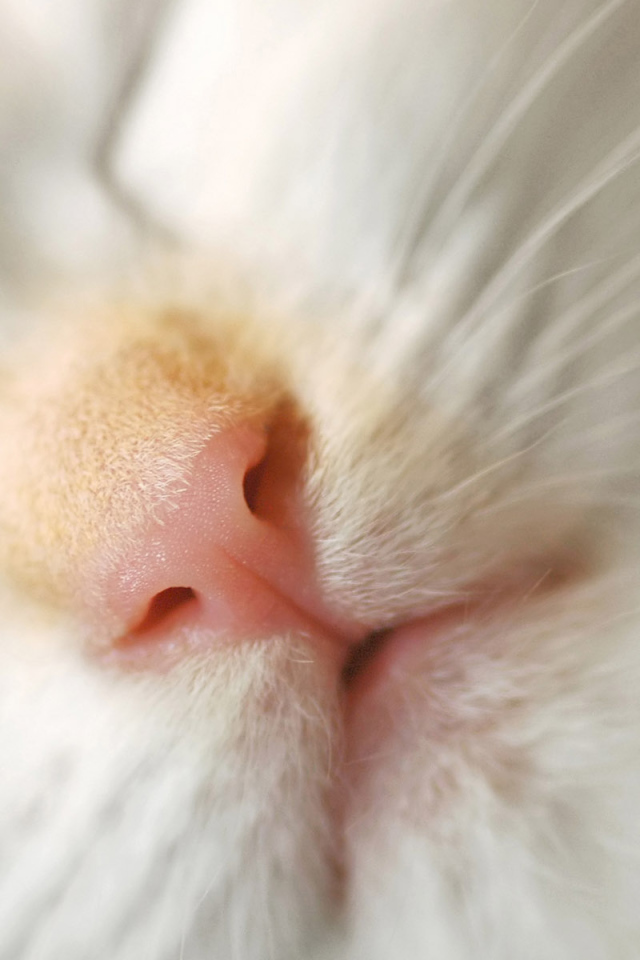 Кошачья мордочка