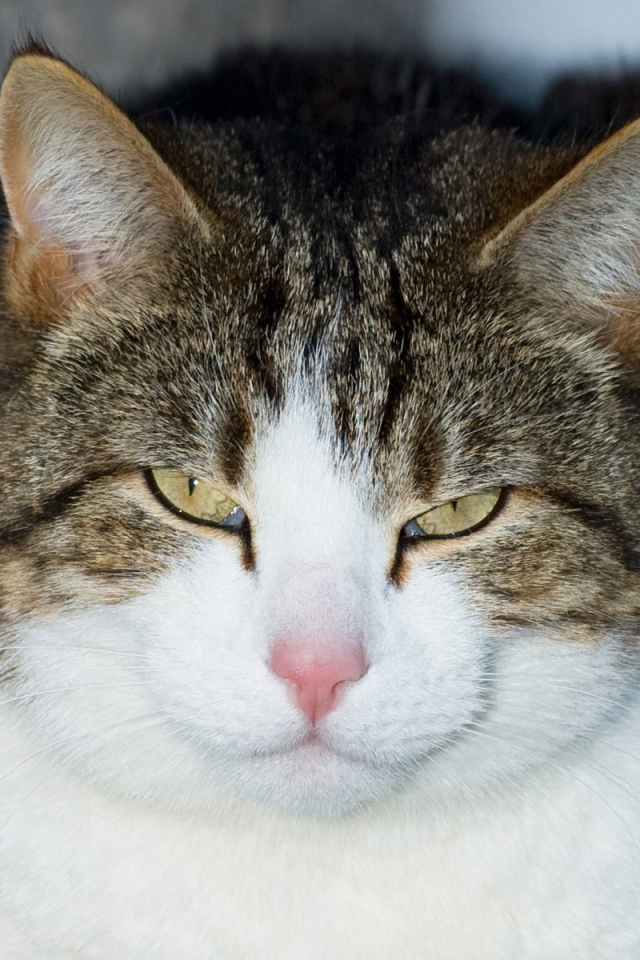 Кошачий гипноз