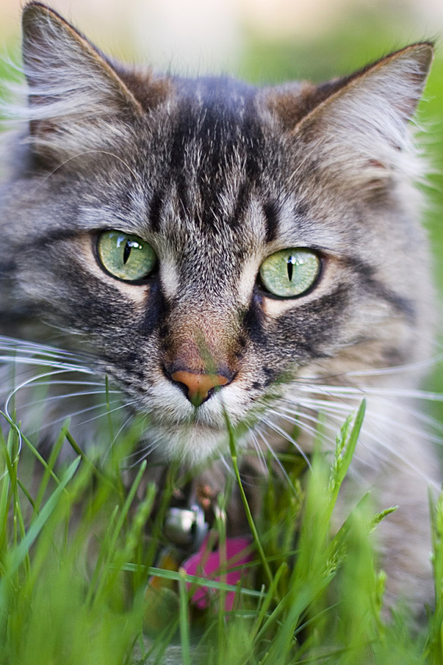 Кошачий тигр