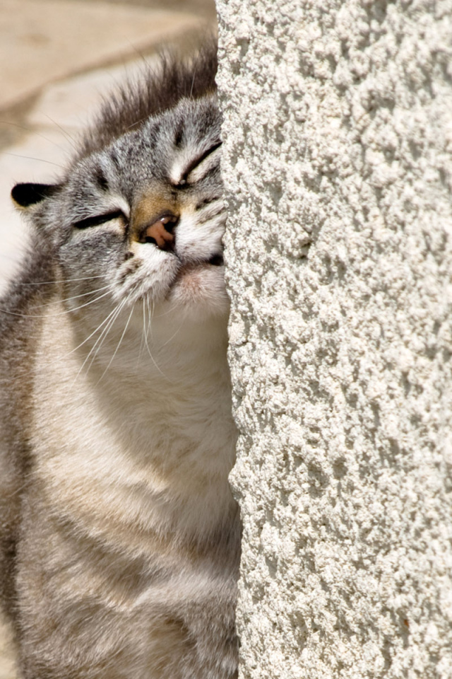 Нежный котик