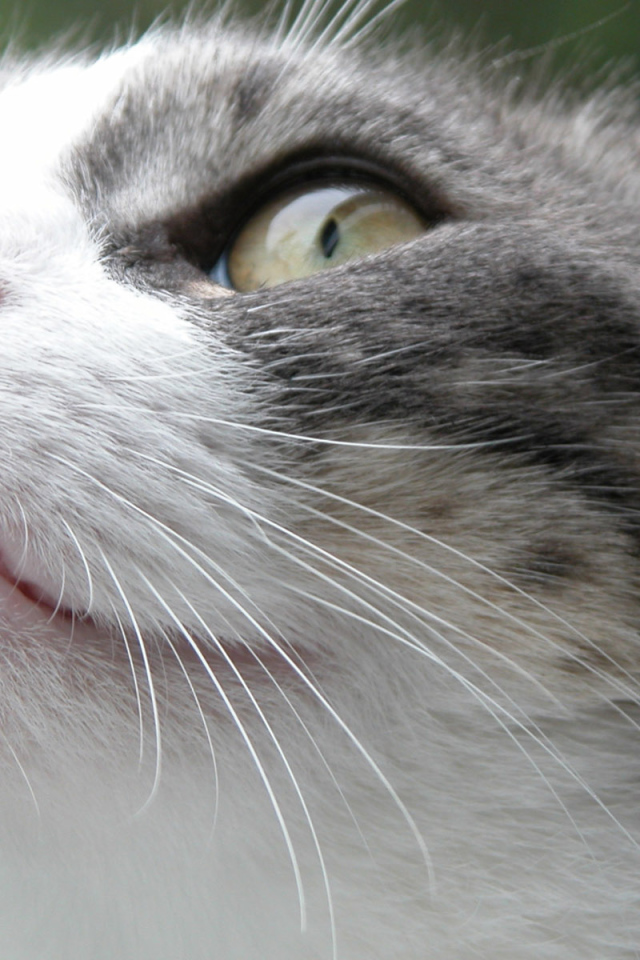 Злой Борис кот