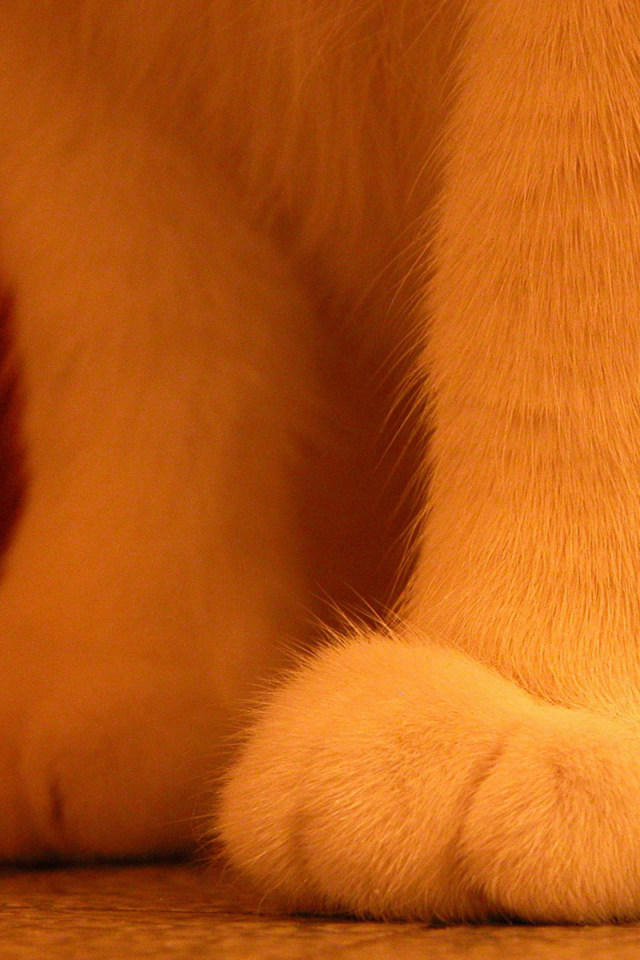 Пушистые лапки