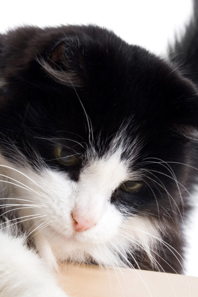 Пушистый кот