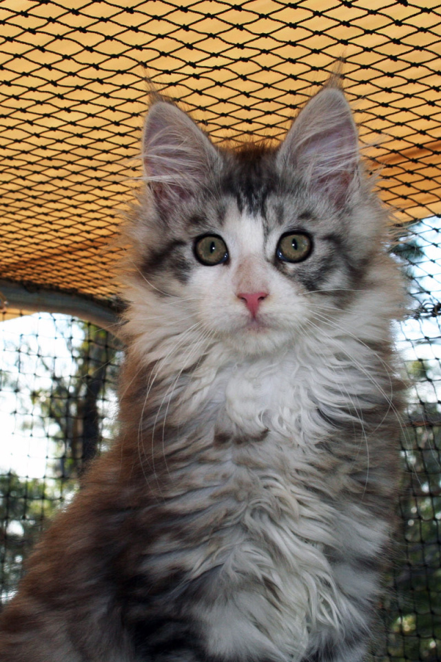 Удивленная морда