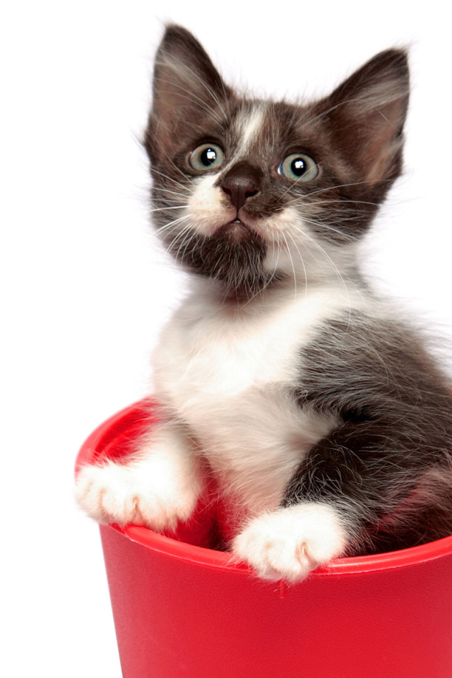 Котенок в горшке